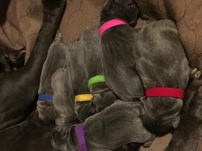puppies.JPG