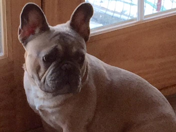 Remi stud photo.jpg